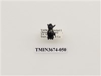 藏品(象鼻蟲(2))的圖片